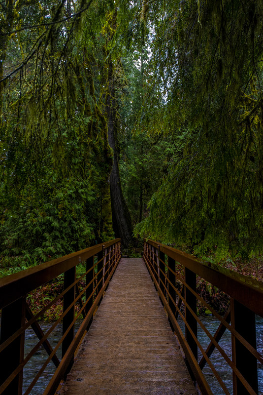 Wooden footbridge leading into lush old-growth Olympic Peninsula forest